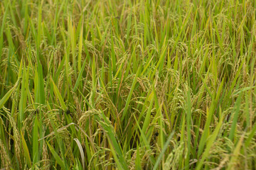 Amazing landscape in Northwest Vietnam. Terraced fields in Ta Xua, Bac Yen, Son La province, Vietnam. At an altitude of 2000m above sea level, this place is also known by the name: Clouds Paradise.