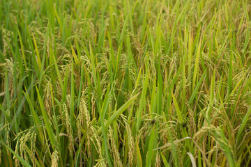 Amazing landscape in Northwest Vietnam. Terraced fields in Ta Xua, Bac Yen, Son La province, Vietnam. At an altitude of 2000m above sea level, this place is also known by the name: Clouds Paradise.