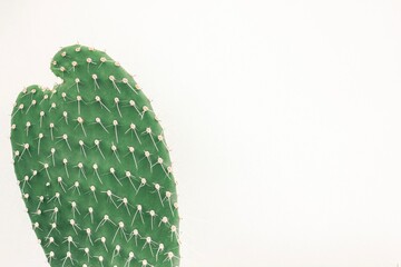 Single cactus on light background. Home plant growing. Natural floral minimal concept. Close up.
