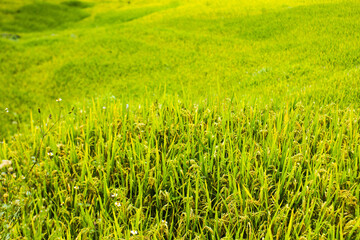 Amazing landscape in Northwest Vietnam. Terraced fields in Ta Xua, Bac Yen, Son La province, Vietnam. At an altitude of 2000m above sea level, this place is also known by the name: Clouds Paradise.