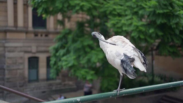 Australian White Ibis cleaning himself.Town Hall Sydney, Australia
