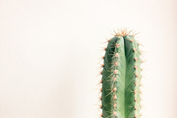 Single cactus on light background. Home plant growing. Natural floral minimal concept. Close up.