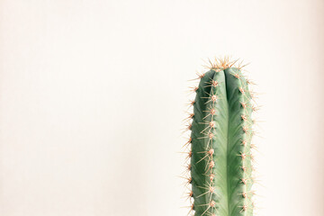 Single cactus on light background. Home plant growing. Natural floral minimal concept. Close up.