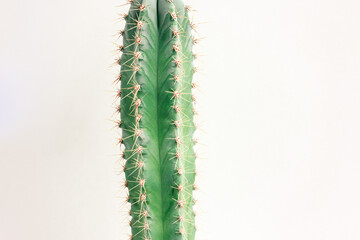 Single cactus on light background. Home plant growing. Natural floral minimal concept. Close up.