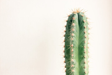 Single cactus on light background. Home plant growing. Natural floral minimal concept. Close up.
