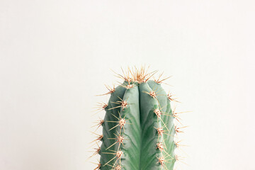 Single cactus on light background. Home plant growing. Natural floral minimal concept. Close up.