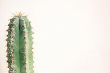 Single cactus on light background. Home plant growing. Natural floral minimal concept. Close up.