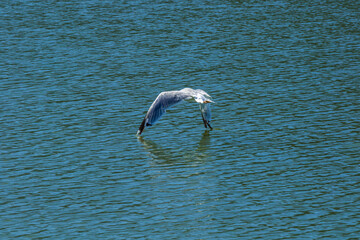A bird touches the surface of the water with its wings during flight, the fauna of Lake Skadar