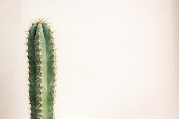 Single cactus on light background. Home plant growing. Natural floral minimal concept. Close up.