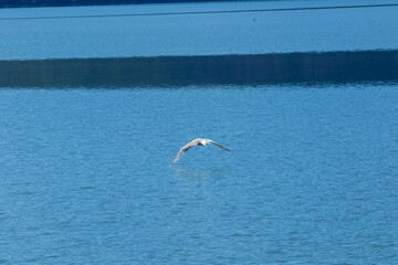 Bird of prey on the hunt over Lake Skadar