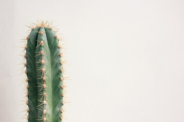 Single cactus on light background. Home plant growing. Natural floral minimal concept. Close up.