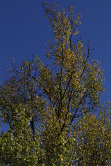 Vegetation in an urban park