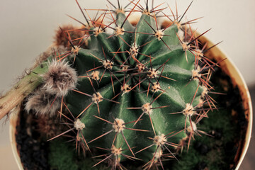 Cactus with buds in pot. Home plant growing. Natural floral background. Close up.