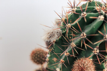 Cactus with buds in pot. Home plant growing. Natural floral background. Close up.