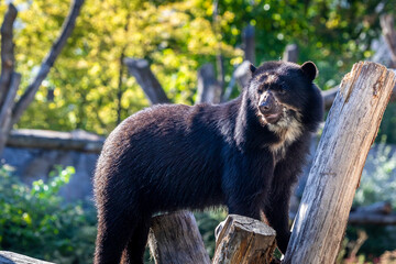 A young spectacled bear in a zoo, climbing o a tree in his outdoor enclosure at a sunny day in...
