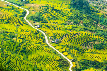 Amazing Rice fields on terraced in rainny seasont at TU LE Valley, Vietnam.Tu Le is a small valley...