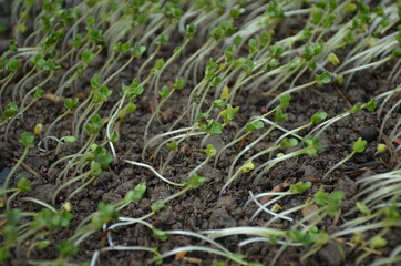 the small ripe green cabbage plant seedlings in the garden.