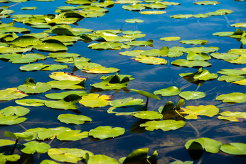Water lilies on the surface of the lake, many lilies