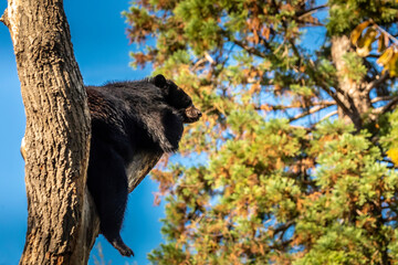 A young spectacled bear in a zoo, hanging around in a tree to relax in his outdoor enclosure at a sunny day in summer.