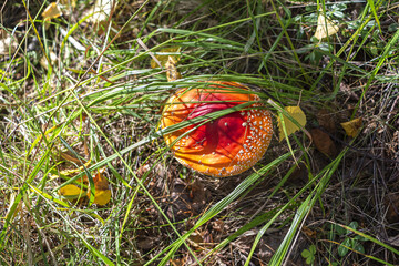 Fly Agaric or fly Amanita mushroom, Amanita muscaria in forest meadow