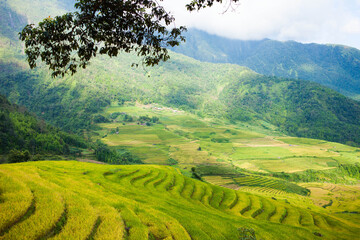 Obraz premium Amazing Rice fields on terraced in rainny seasont at TU LE Valley, Vietnam.Tu Le is a small valley but has beautiful terraces all year round. An attractive tourist destination 250km form Hanoi.