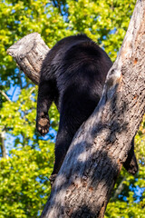 A young spectacled bear in a zoo, hanging around in a tree to relax in his outdoor enclosure at a sunny day in summer.
