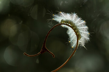 caterpillar on a branch