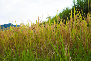 Amazing Rice fields on terraced in rainny seasont at TU LE Valley, Vietnam.Tu Le is a small valley but has beautiful terraces all year round. An attractive tourist destination 250km form Hanoi.