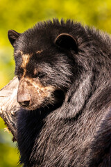 Fototapeta premium A young spectacled bear in a zoo, hanging around in a tree to relax in his outdoor enclosure at a sunny day in summer.