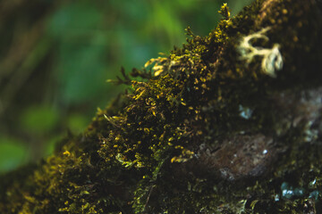 Beautiful moss on trees and stones at dusk
