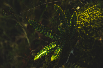 Macro world in sunbeams, isolated twigs and blades of grass on close-up on a dark atmospheric background
