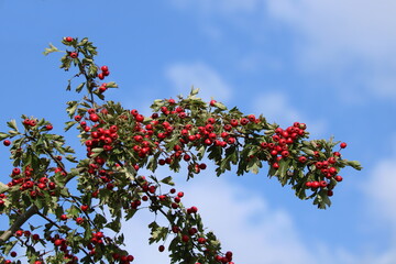 Zweig mit roten Früchten des Eingriffeliger Weißdorn - Crataegus monogyna - vor blauem Himmel