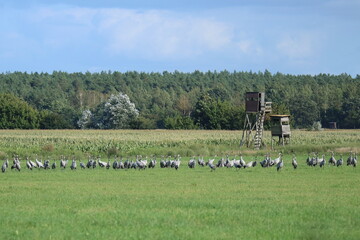 viele Kraniche - Grus grus - stehen auf einer Wiese vor einem Maisfeld