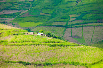 Amazing Rice fields on terraced in rainny seasont at TU LE Valley, Vietnam.Tu Le is a small valley...