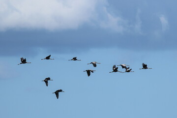 Flug der Kraniche vor blauem Himmel