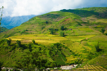 Obraz premium Amazing Rice fields on terraced in rainny seasont at TU LE Valley, Vietnam.Tu Le is a small valley but has beautiful terraces all year round. An attractive tourist destination 250km form Hanoi.