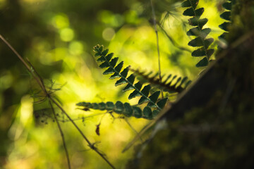 Macro moss and plants with beautiful bokeh with sunbeams, bright photo of nature underfoot