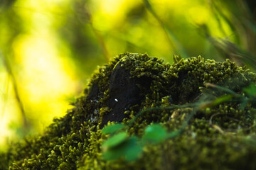 Beautiful moss on stone and wood, macrocosm of nature and exotic plants