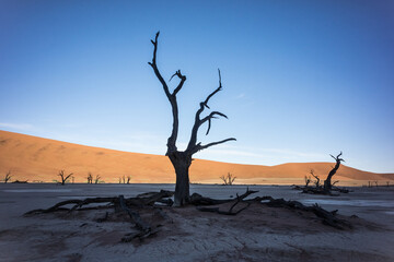 Dry trees during a sunny morning in the Deadvlei (Death Valley) in Sossuvlei, Namibia