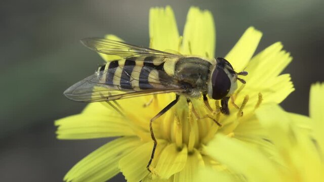 Macro shot of Hoverflies on a yellow flower eating pollen.