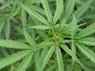 Naklejka na ściany i meble Close-up of cannabis plant growing at outdoor marijuana farm