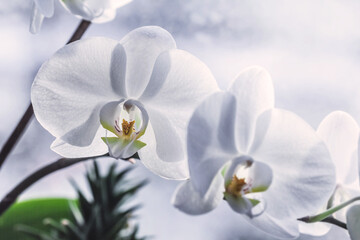 Obraz premium Pretty flower white orchid bloomed