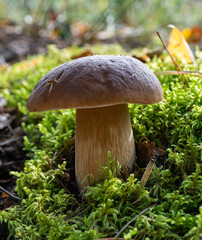 mushroom on the green moss