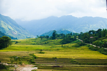 Obraz premium Laocai Vietnam Vietnam Paddy fields, terraced culture, Sapa, Vietnam