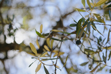 Hanging olive from tree at sunlight