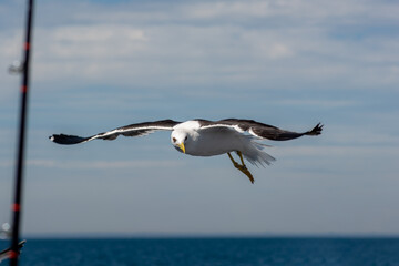 A picture of a flying seagull close to a fishing boat. A clear blue sky with patches of clouds in the background