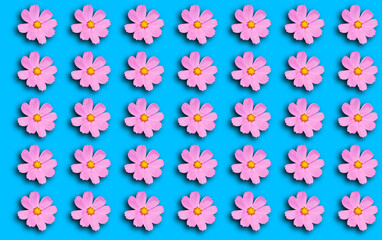 Fototapeta na wymiar Pattern with pink Cosmea flowers on a blue background.