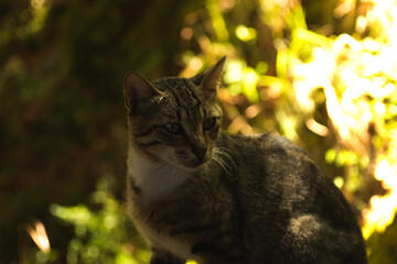 Beautiful portraits of a cat in the forest in the shade of trees
