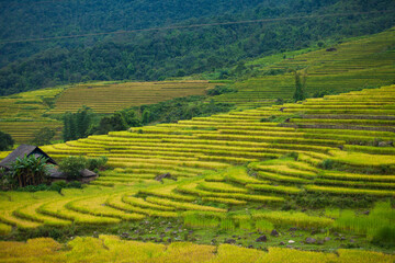 Fototapeta premium Laocai Vietnam Vietnam Paddy fields, terraced culture, Sapa, Vietnam