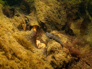 A closeup picture of a Black Goby, Gobius niger in a beautiful marine environment. Picture from Oresund, Malmo in southern Sweden.